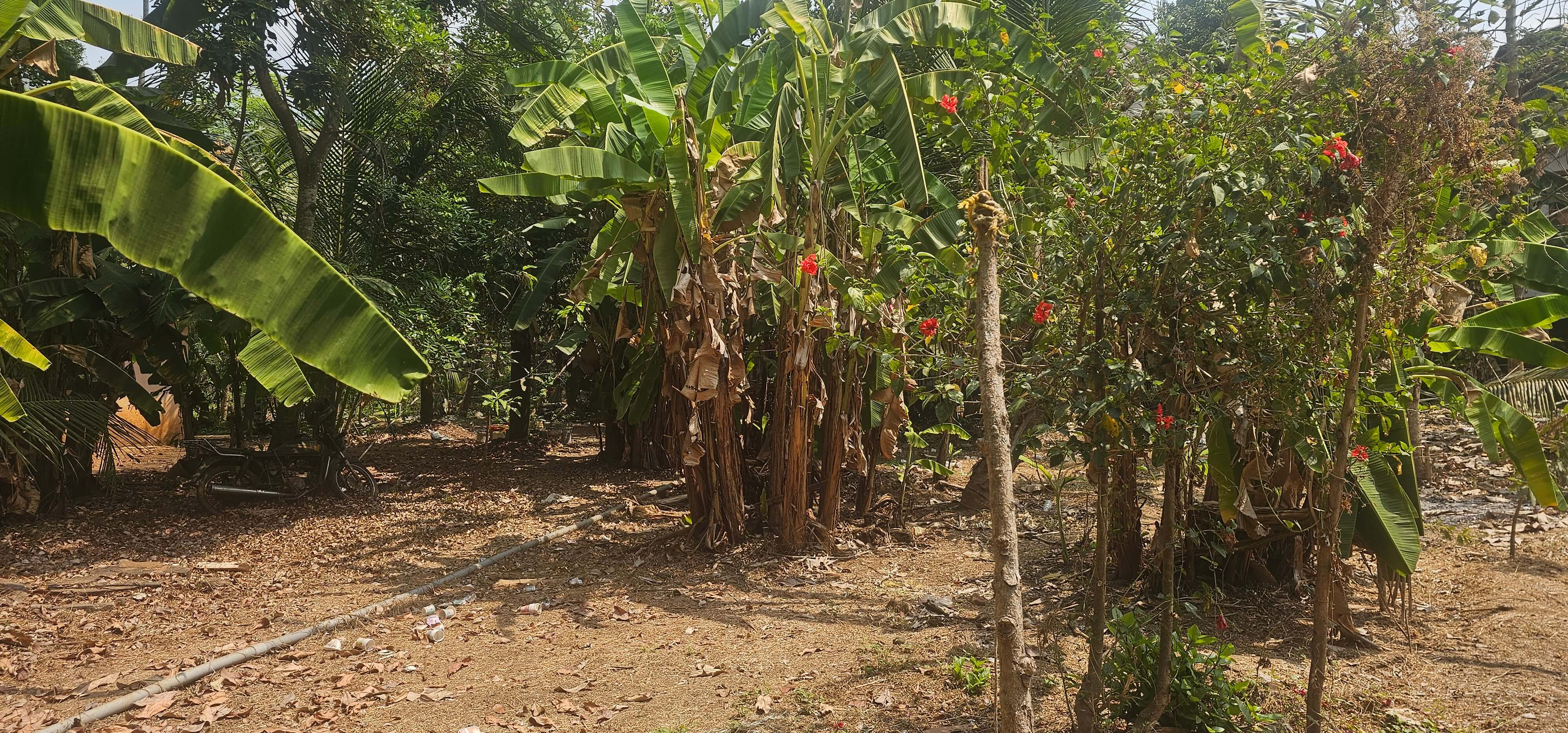 Asramam Agriculture