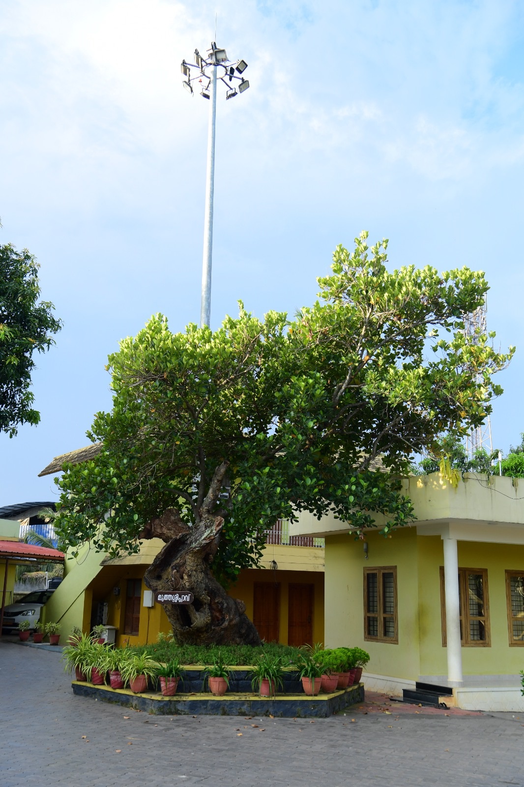 Muthassi Plavu